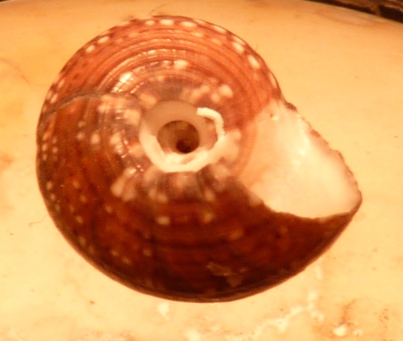Trchidae Gibbula umbilicaris umbilicaris ?